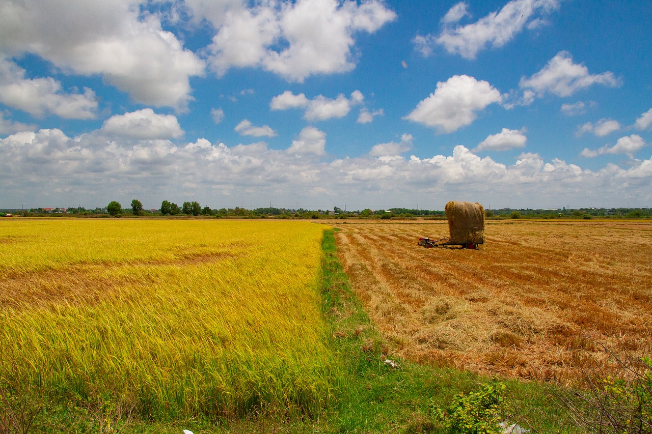 Transforming The Rice Value Chain For Climate Resilient And Sustainable transforming-the-rice-value-chain-for-climate-resilient-and-sustainable